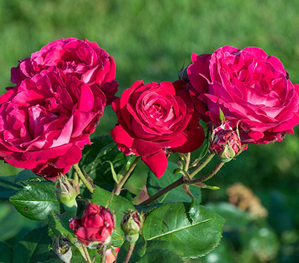 Rose Sweet Spirit