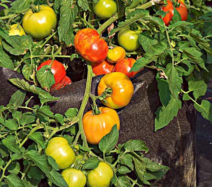 Tomato Bush Early Girl