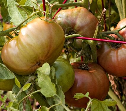 Tomato 'Cherokee Purple'