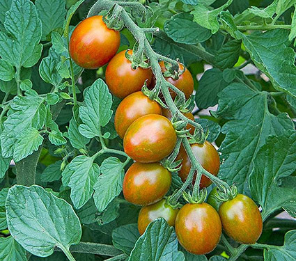 Tomato 'Chocolate Sprinkles'