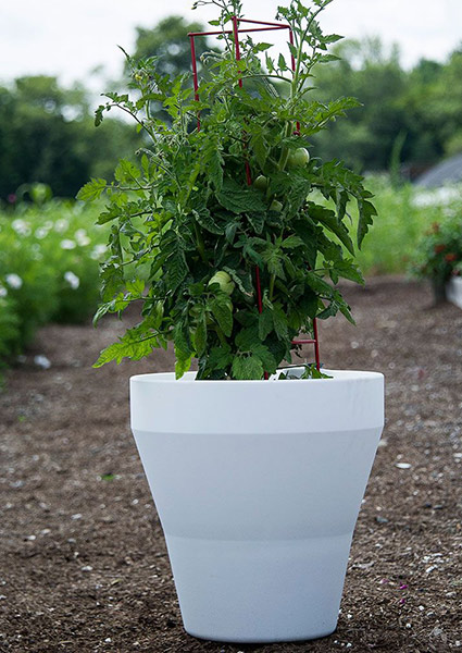 Tomatoes in Sausalito Self-Watering Container