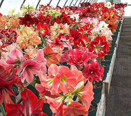 Amaryllis Trials in our Greenhouses