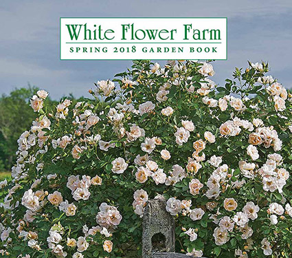 White Flower Farm Spring 2018 Catalog