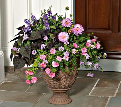Brown Acanthus Urn