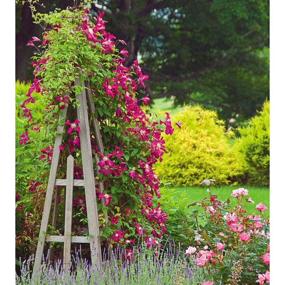 Clematis Rosemoor™ Gardini™ climbing our Cedar Tuteur