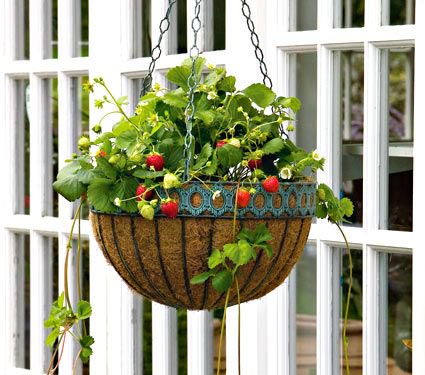 Mara des Bois in Hanging Basket