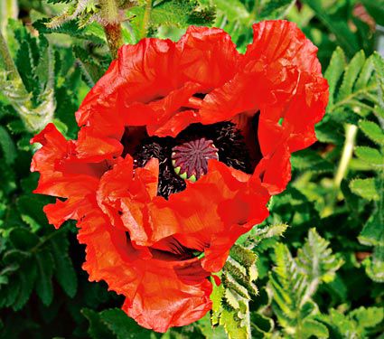 Poppy 'Doubloon'