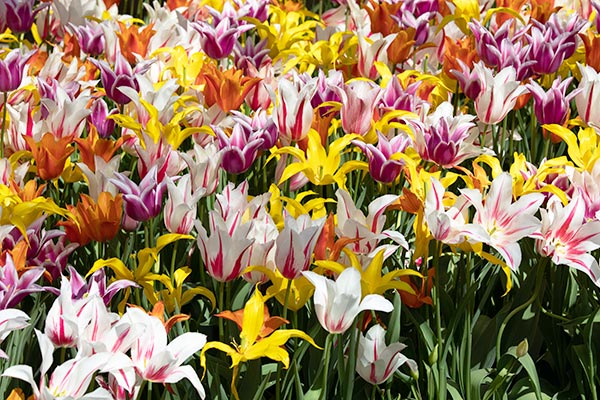 https://www.whiteflowerfarm.com/blog/wp-content/uploads/2018/05/Tulip-Corps-de-Ballet-mix-5524-1.jpg