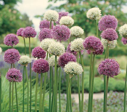 Allium Collection Garden Globes