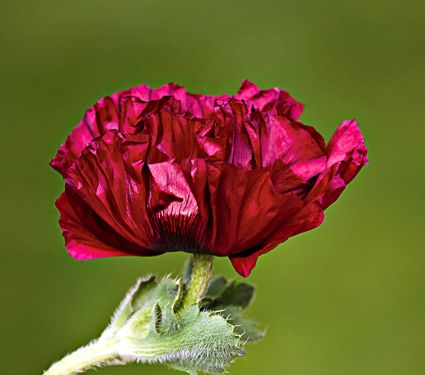 Poppy 'Hearbeat'