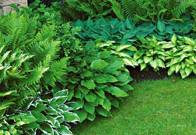 Bold Hostas Brighten Your Shade Garden - White Flower Farm's blog