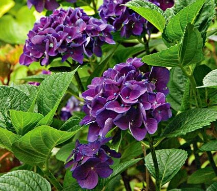 Hydrangea macrophylla Color Fantasy®