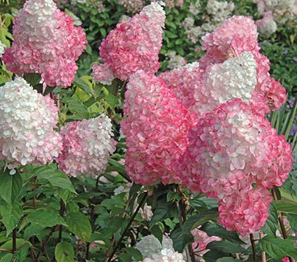 Hydrangea paniculata Vanilla Strawberry™