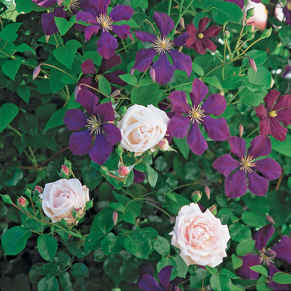 cuerno Objeción Síguenos Dawn and Dusk Rose & Clematis Collection | White Flower Farm