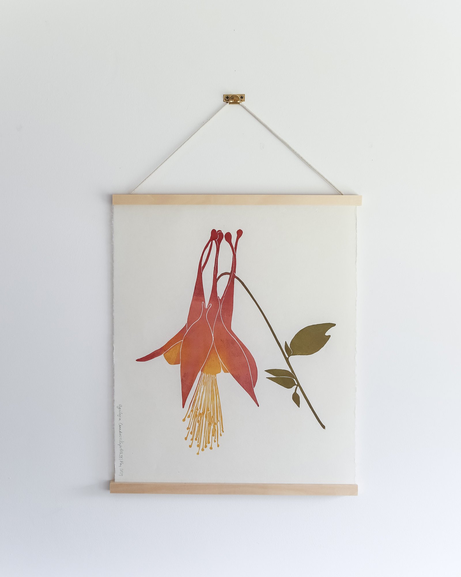 Aquilegia canadensis