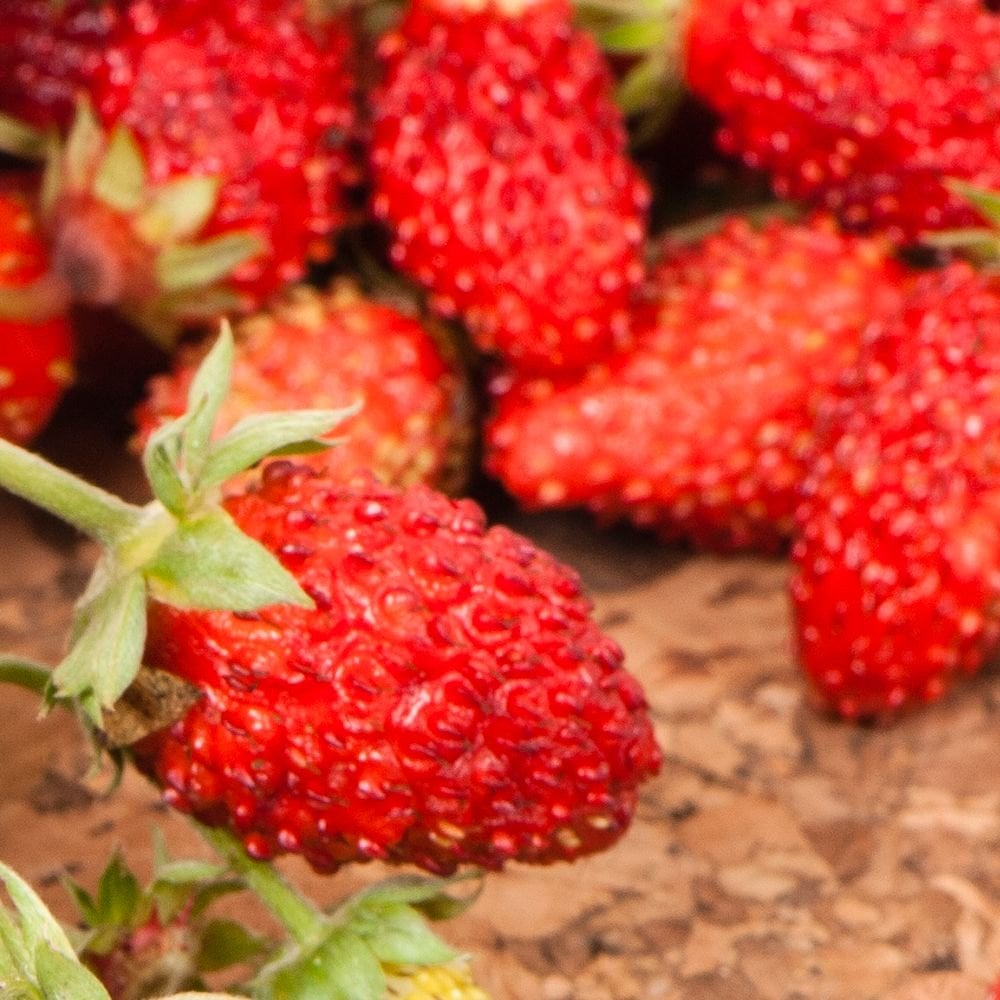 Fraises à bois