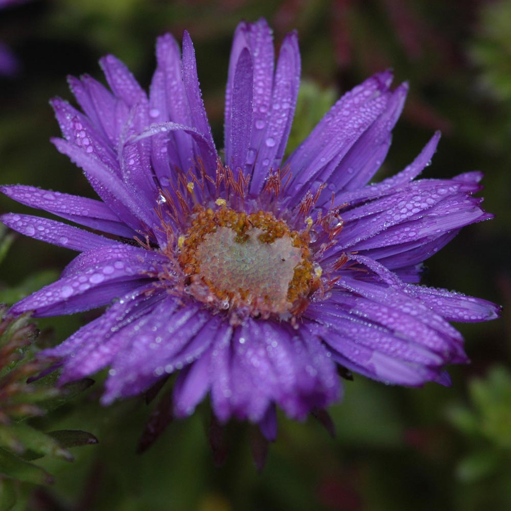 Symphyotrichum 'Purple Dome'