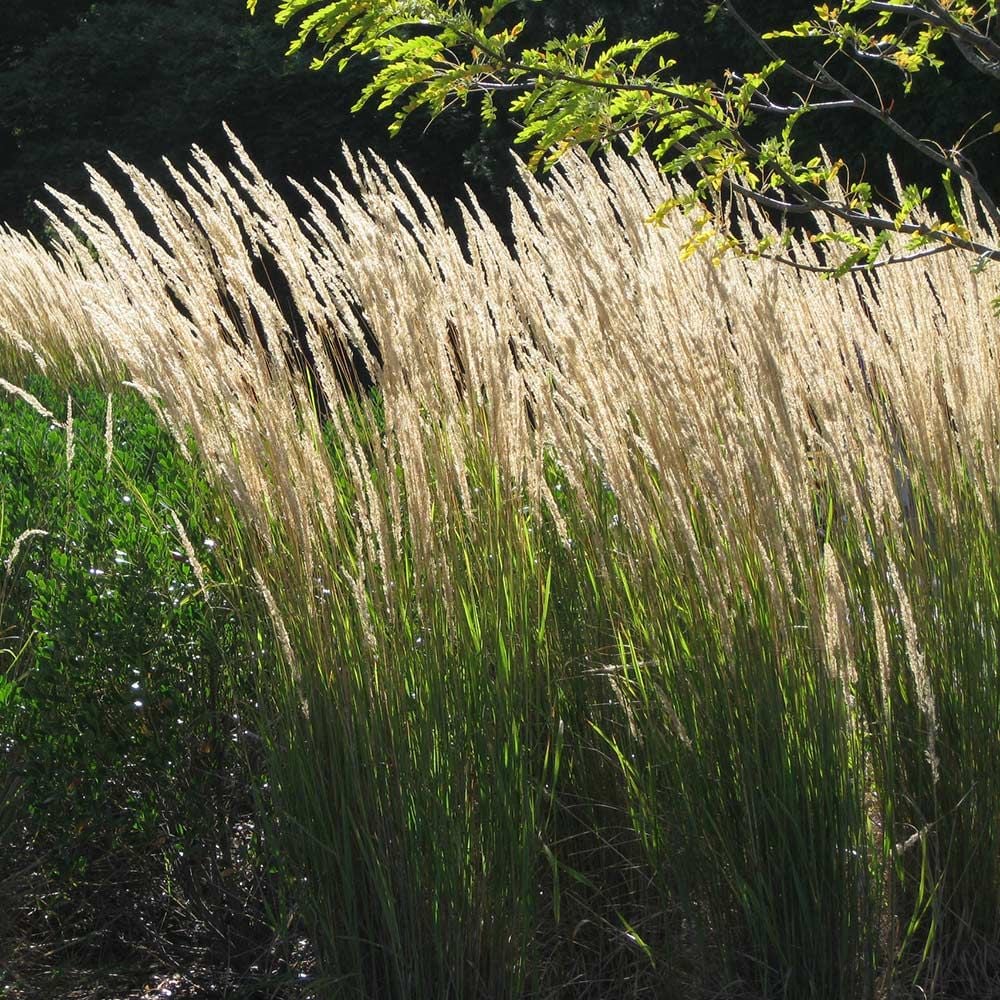 Ornamental Grass "Karl Foerster'