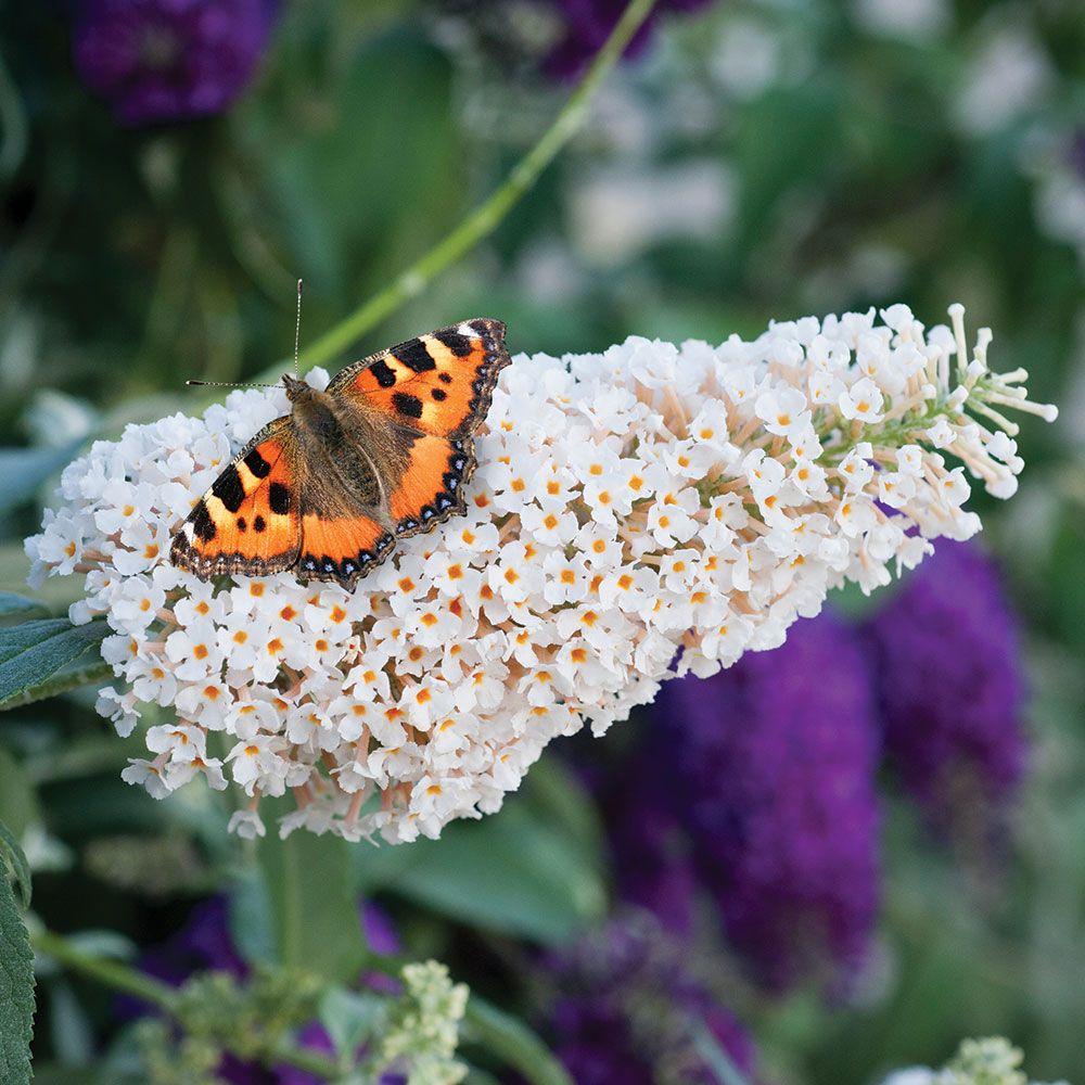 Buddleia Buzz Ivory