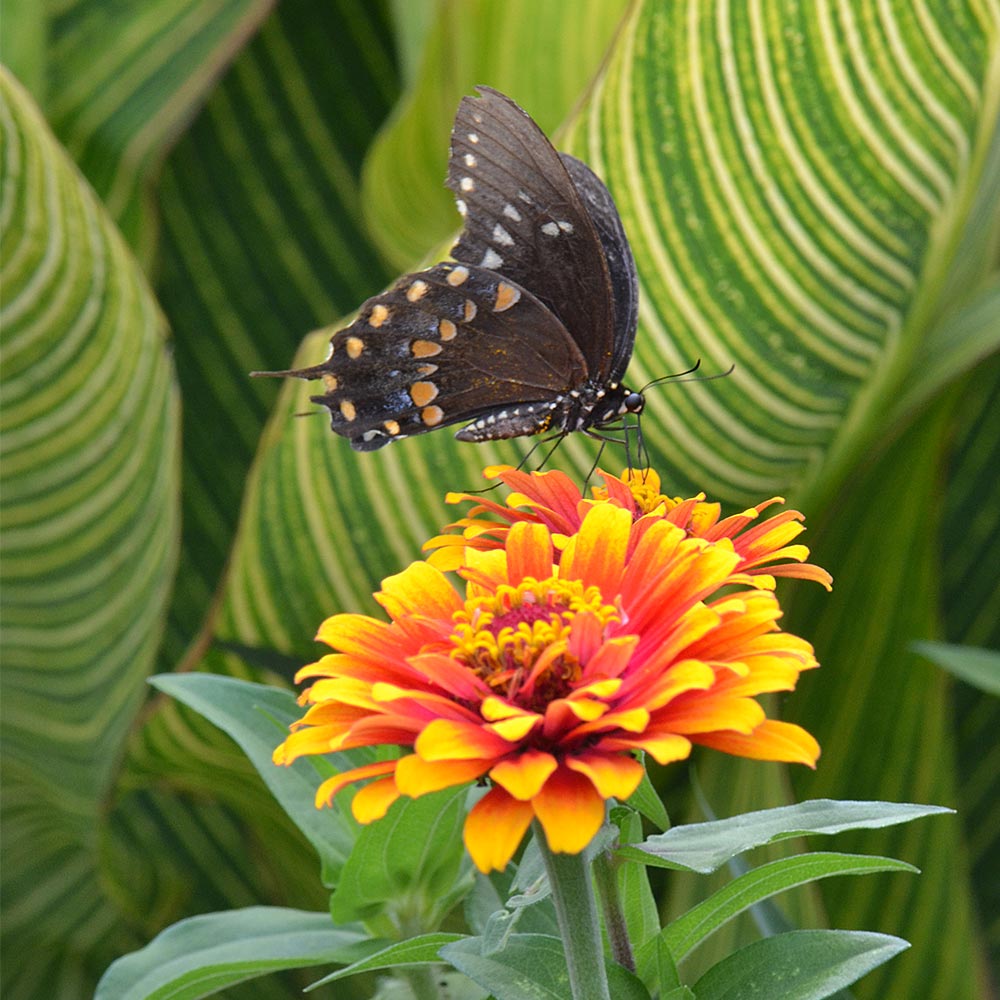 Zinnia 'Zowie! Yellow Flame'