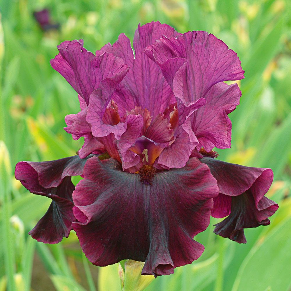 The Iris Flower