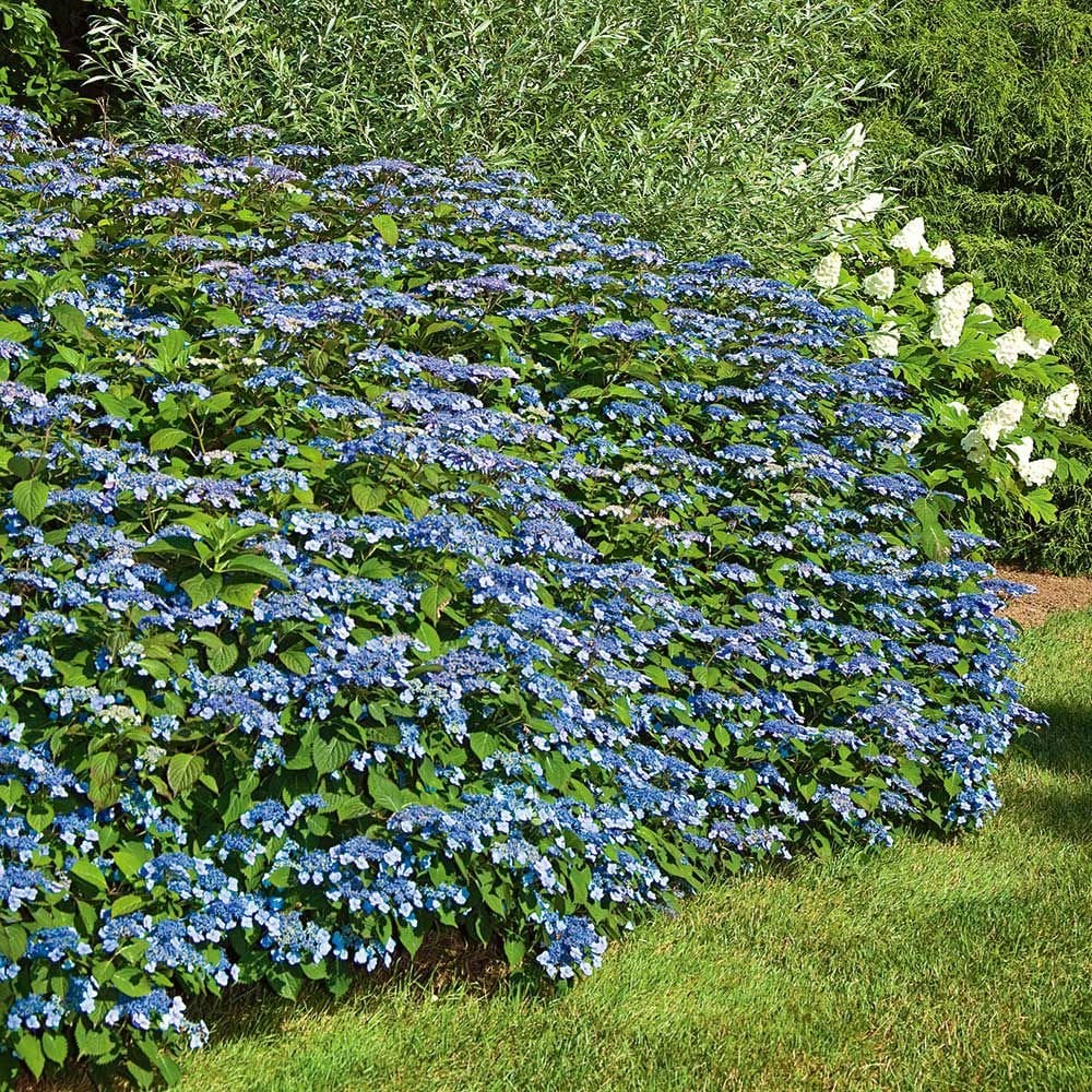 Image of Blue billow hydrangea in a vase