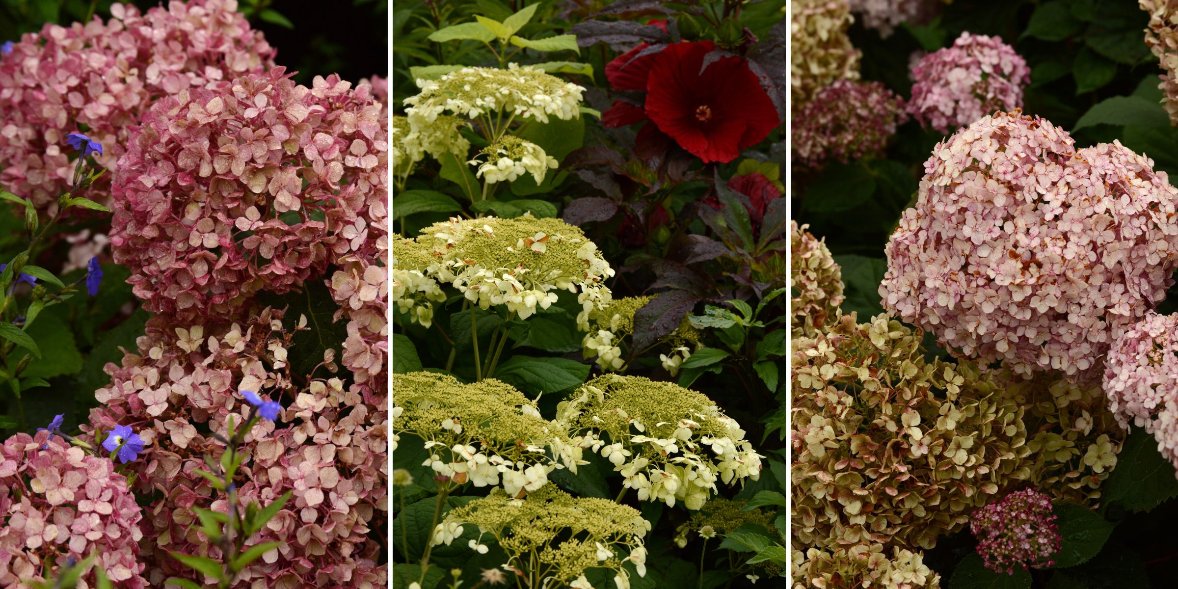 3 Steps To Drying Hydrangea