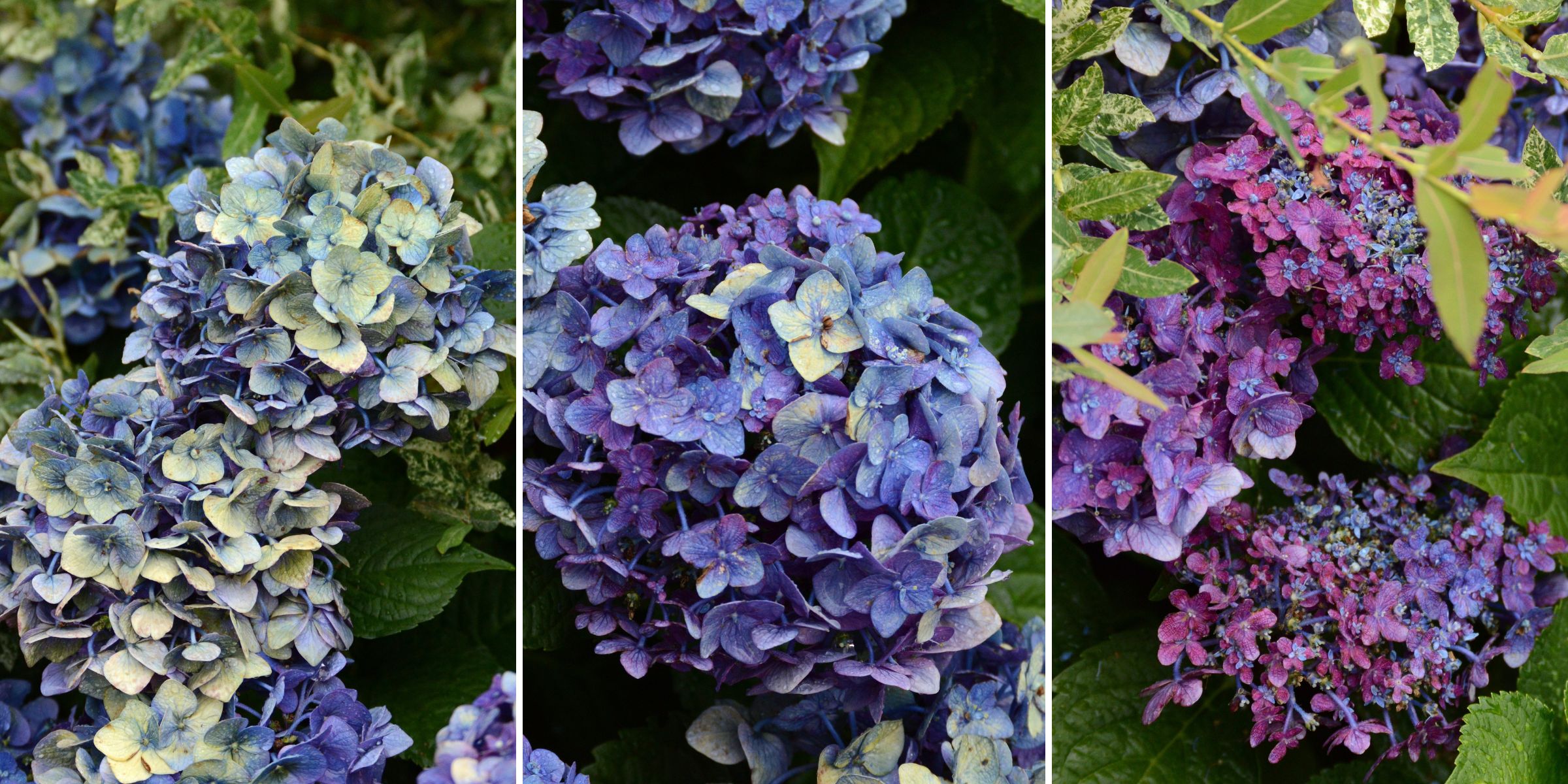 3 Steps To Drying Hydrangea