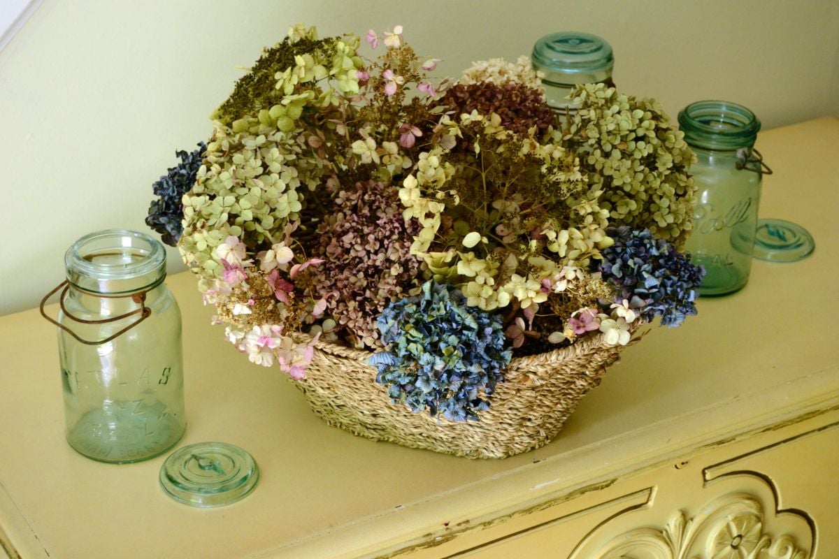 How to Dry and Preserver Hydrangea Flowers – Creative Living with Bren Haas