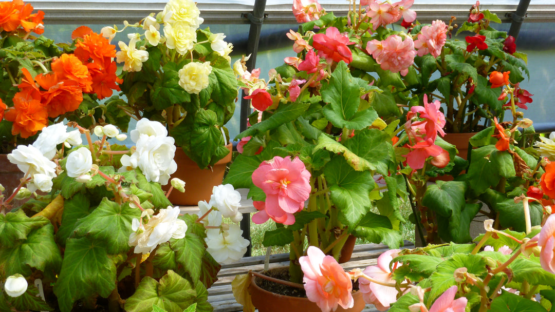 Tuberous Begonias: The Last Chapter