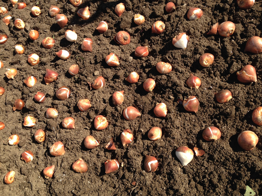 Planting the Tulip Border: Going for Drama