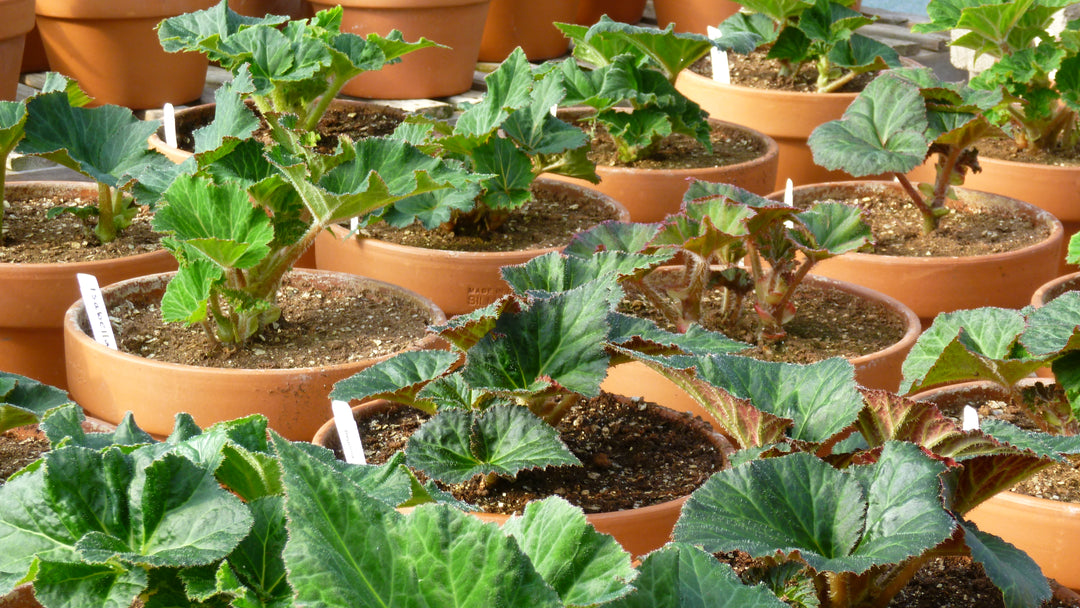 Moving On: The Next Stage in the Life of Tuberous Begonias