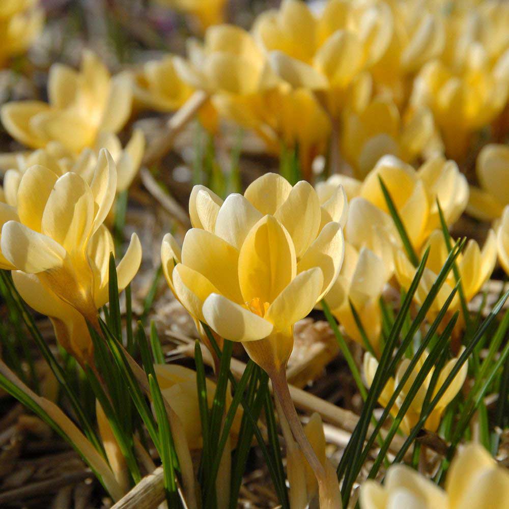 Crocus chrysanthus Romance