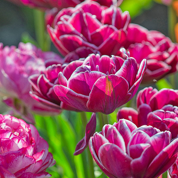 Tulip 'Dream Touch'
