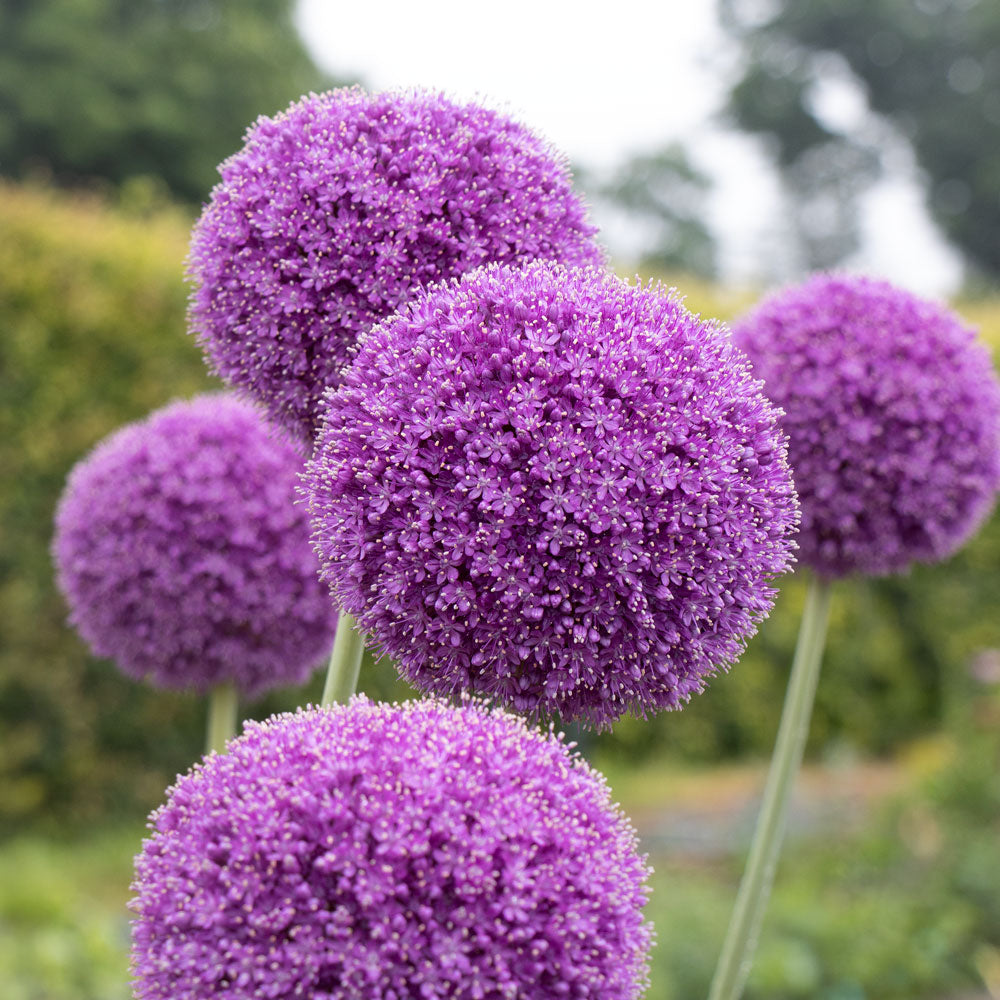 Allium - Show-Stopping Globes, Spheres, & Domes for Your Garden