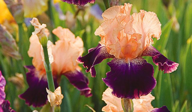Reblooming Iris Repeat Their Magic In Late Summer