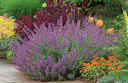 Nepeta Walker's Low