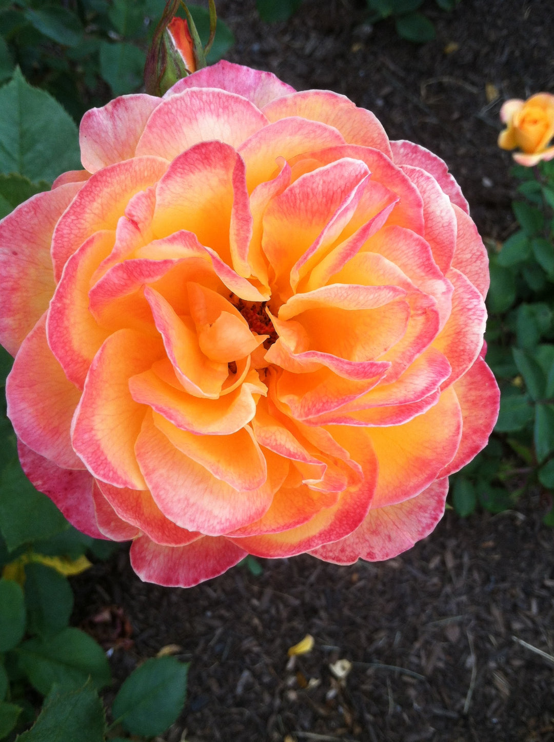 A Visit to Elizabeth Park