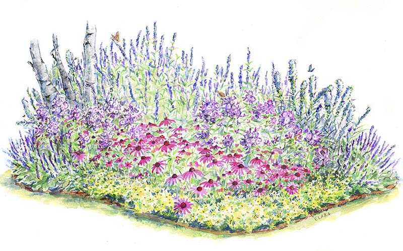 Pollinator Garden for Sun