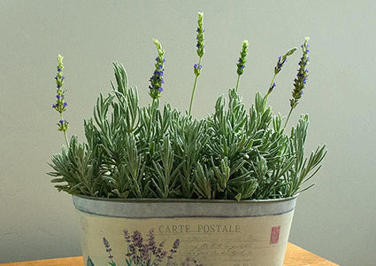 Lavender
