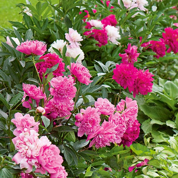 Old-time Peony Collection