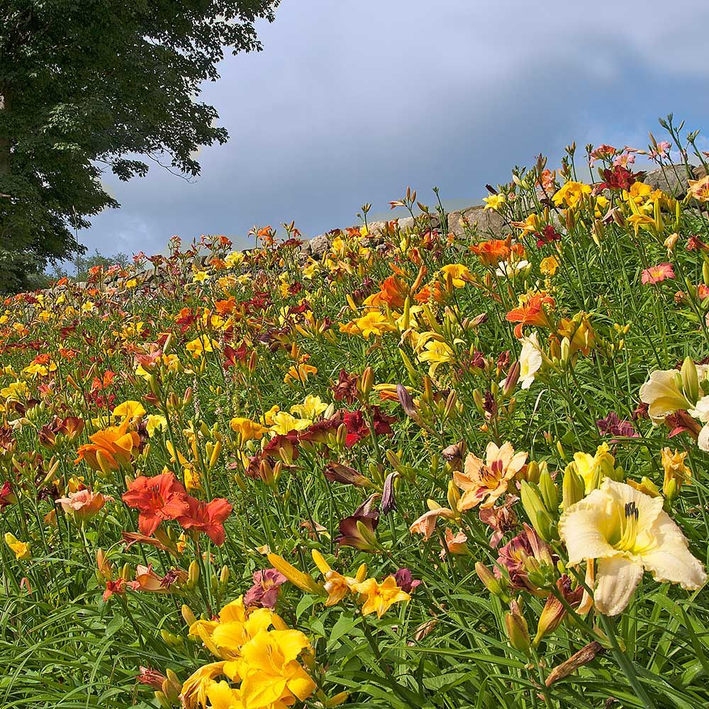 Fill Your Shade Garden With Colorful Plants
