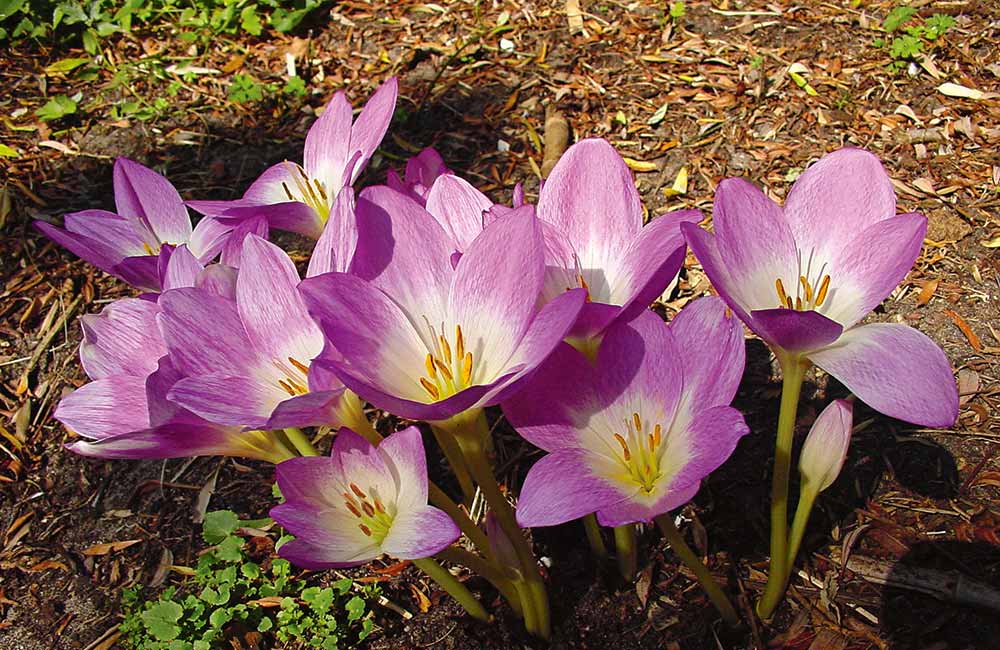 Colchicum 'Rosy Dawn'