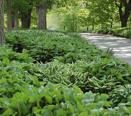 Emerald Isle Hosta Collection