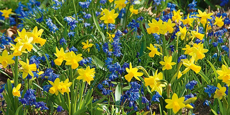 Spring Calvary Collection`