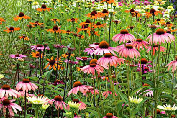 Best Long-Bloomers for Seasons of Color
