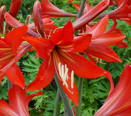 Amaryllis Balentino®