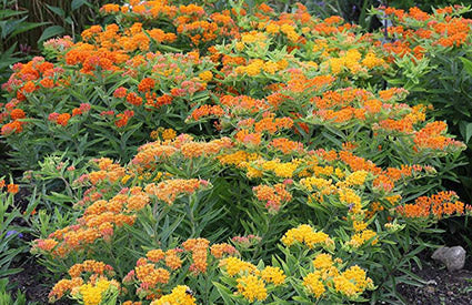 Asclepias Gay Butterflies Mixture