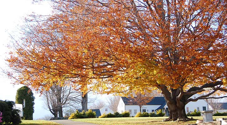 Beech Tree at White Flower Farm