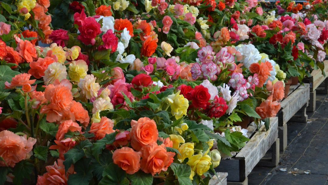 Only at White Flower Farm: The Bedazzling Blooms of Blackmore &amp; Langdon Begonias